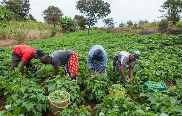 African farmers have vowed to use farmers coin for their transactions for better prices.